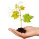 Agricole