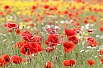 coquelicot