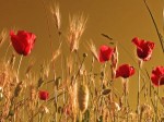 coquelicot
