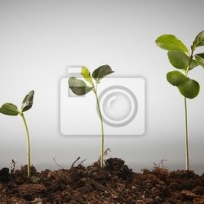 croissance agriculture
