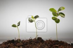 papier-peint-croissance-agriculture-1.jpg
